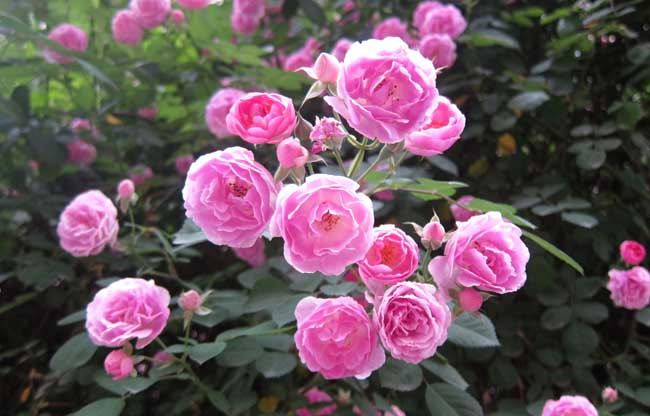 月季花种子怎么种