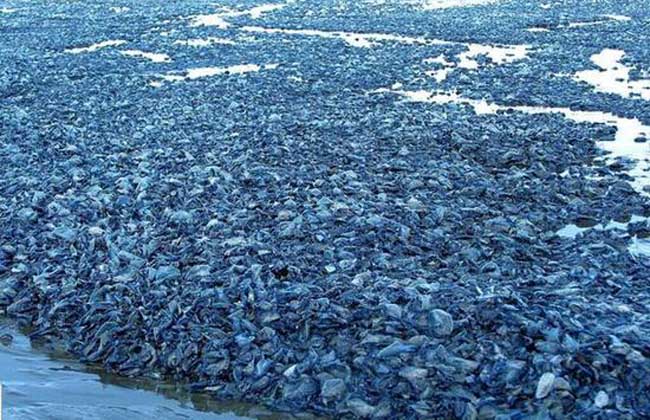 大量蓝色水母搁浅