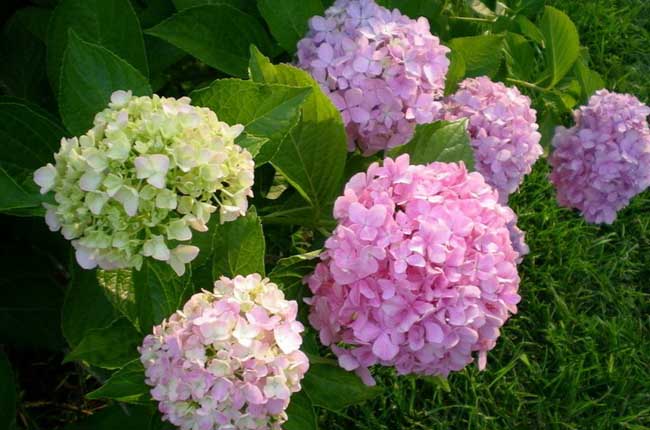绣球花