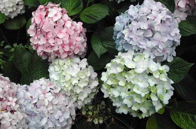 绣球花