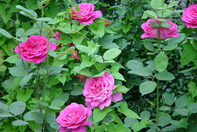 月季花养殖
