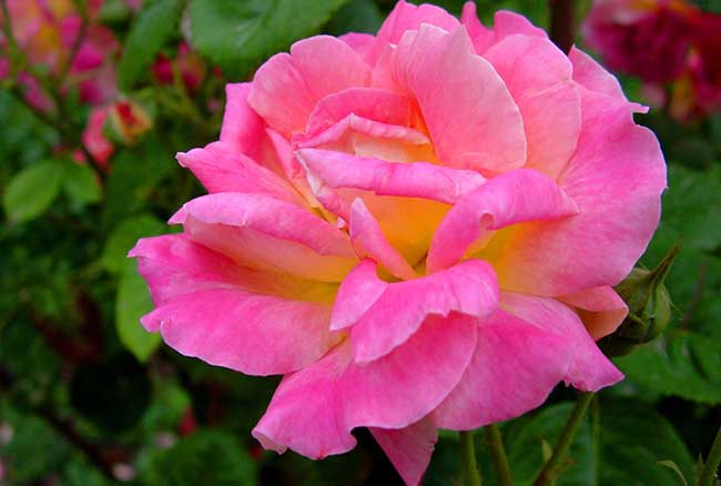 月季花养殖