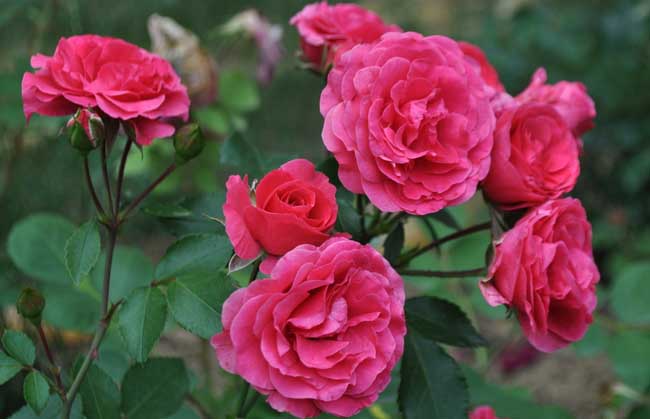 月季花养殖