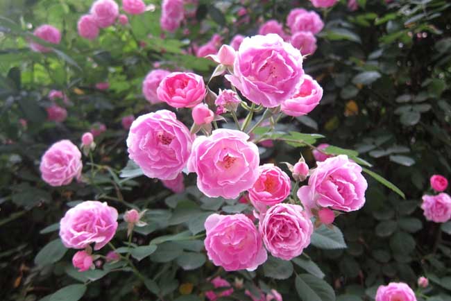 月季花养殖