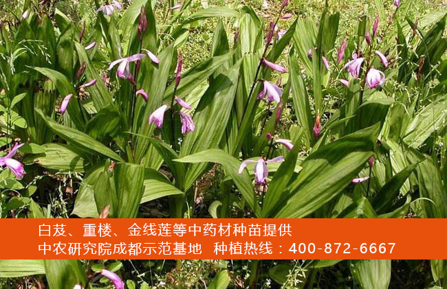 白芨