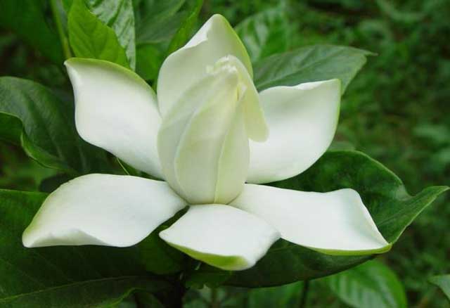 栀子花