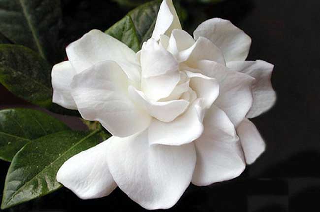 栀子花