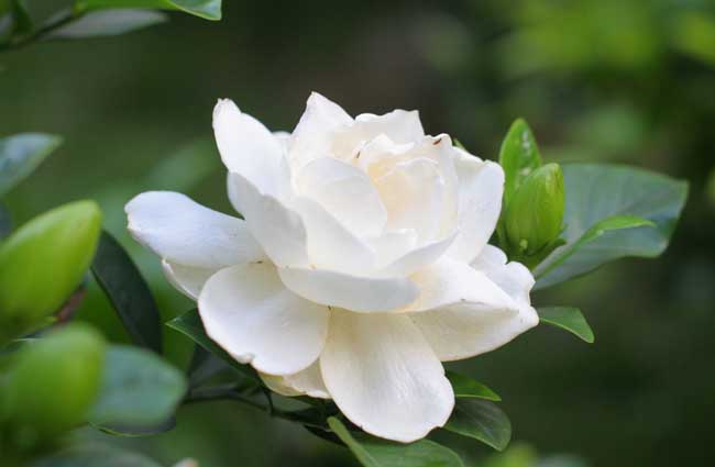 栀子花