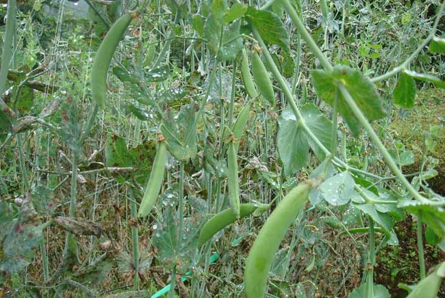 豌豆种植技术