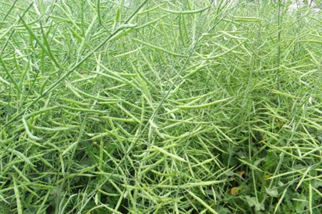 油菜种植技术