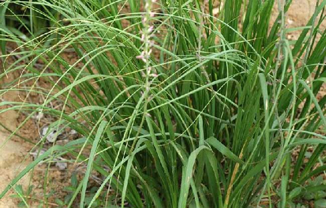 知母种植技术