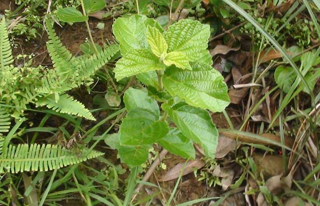 中药材种植技术