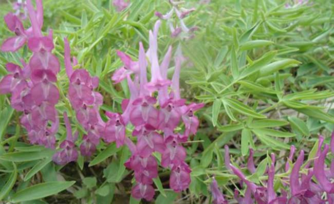 元胡种植技术