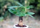 发财树种植和养护管理技术