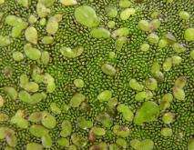 世界上最小的花无根萍