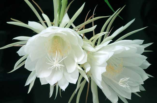 昙花的养殖方法