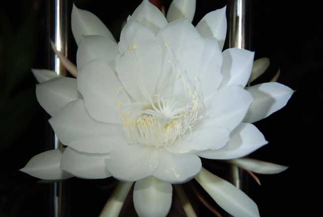 昙花的养殖方法