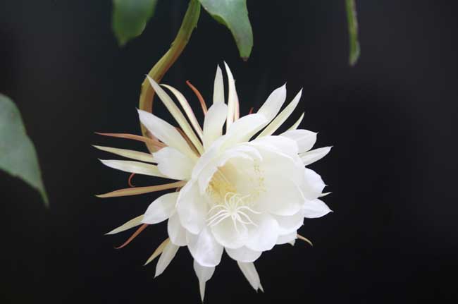 昙花的养殖方法