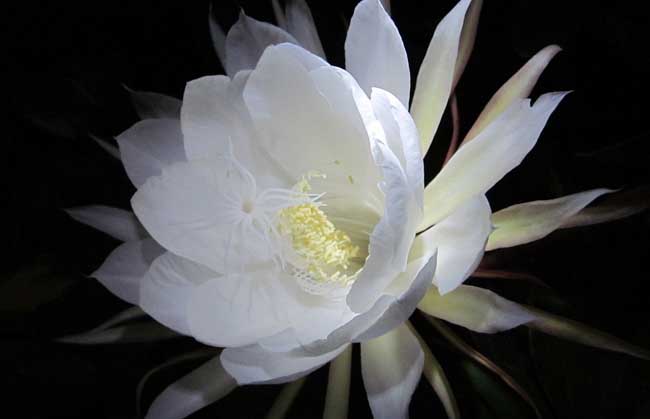 昙花的养殖方法