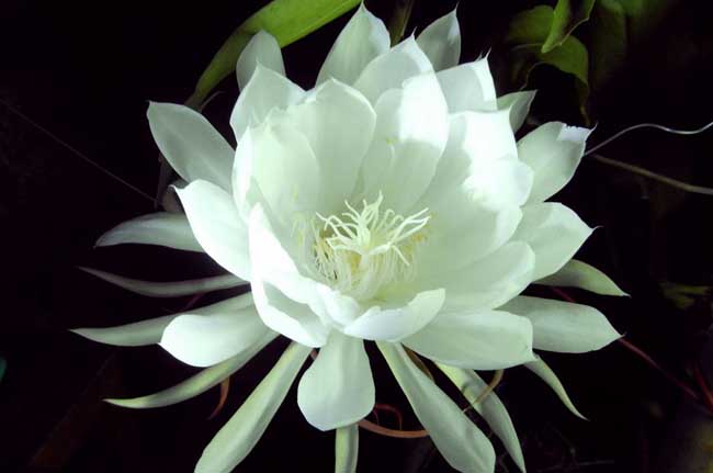 昙花的养殖方法