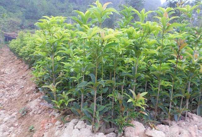 桂花树苗的培育技术