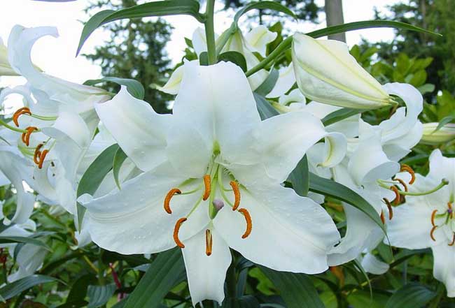 香水百合花语