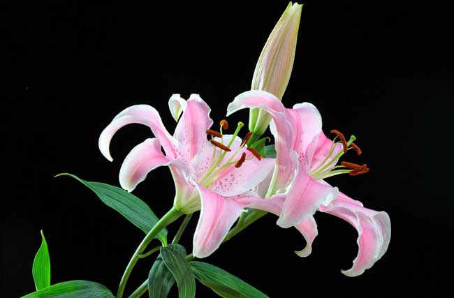 香水百合花语