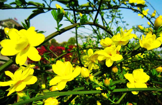 迎春花什么时候开花