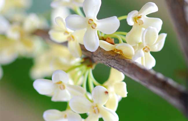 流苏树嫁接桂花