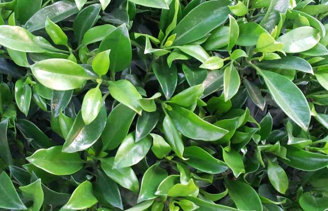 非洲茉莉