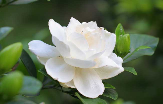 栀子花叶子发黄