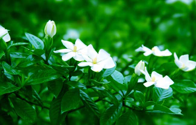 栀子花叶子发黄