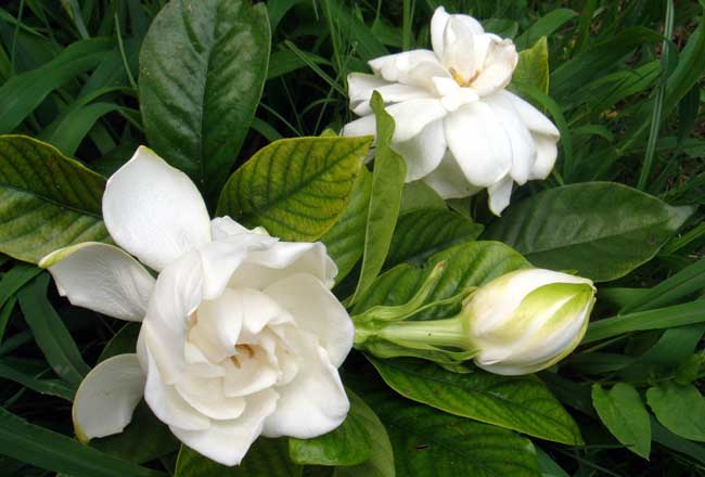 栀子花叶子发黄