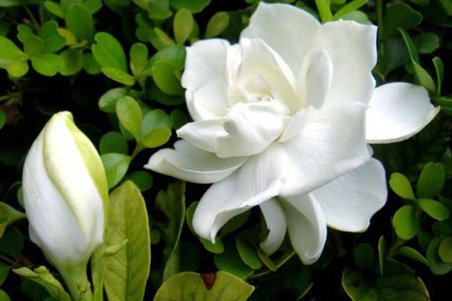 栀子花叶子发黄