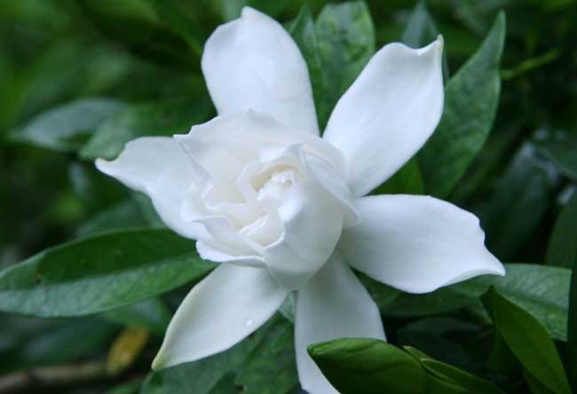 栀子花有毒吗