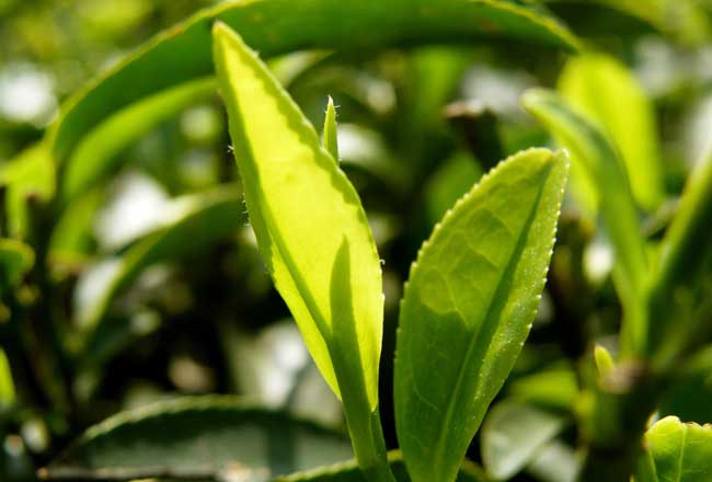 茶树的修剪技术