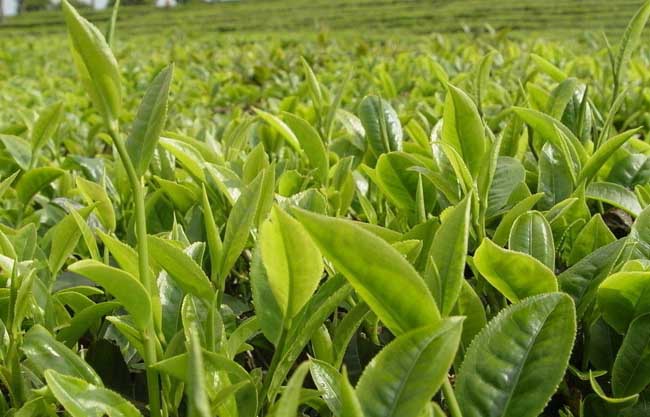 茶树的修剪技术