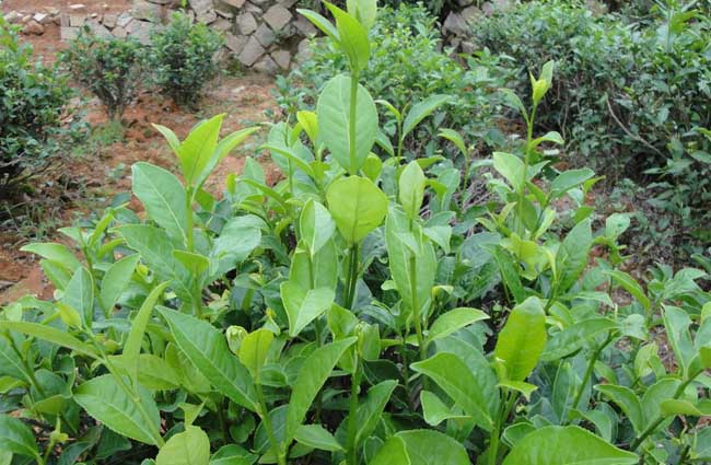 无公害茶叶种植技术