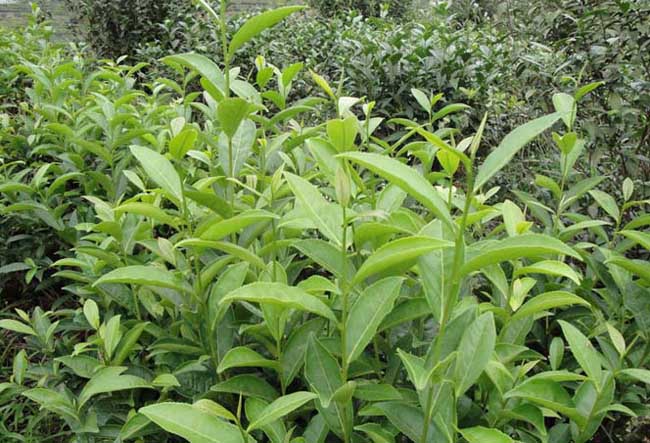 无公害茶叶种植技术