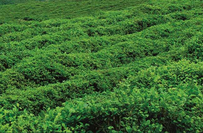 无公害茶叶种植技术