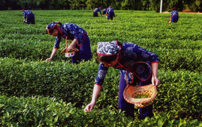 茶叶的采摘技术