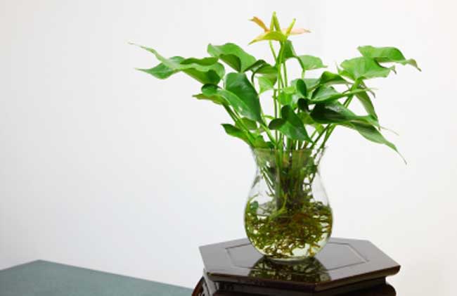 盆栽水生植物