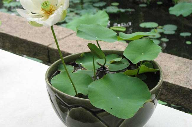 盆栽水生植物
