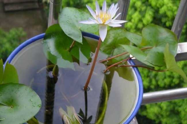 盆栽水生植物