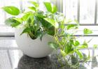 室内水生植物有哪些？