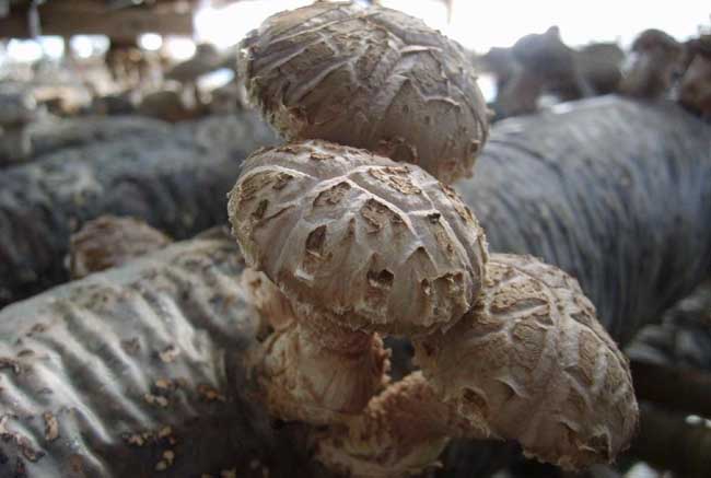 从江种植什么好