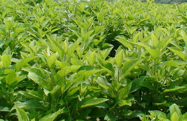 贵州种植中药材