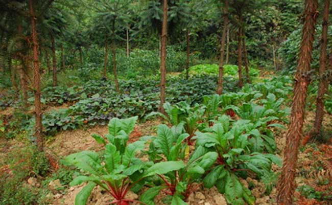林菜模式