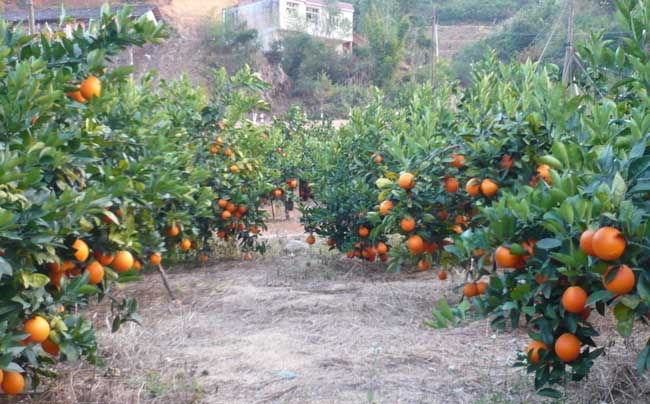 果园里能套种哪些药材