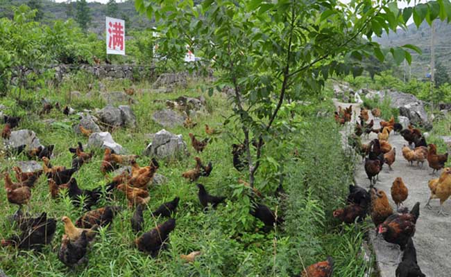 山地农业